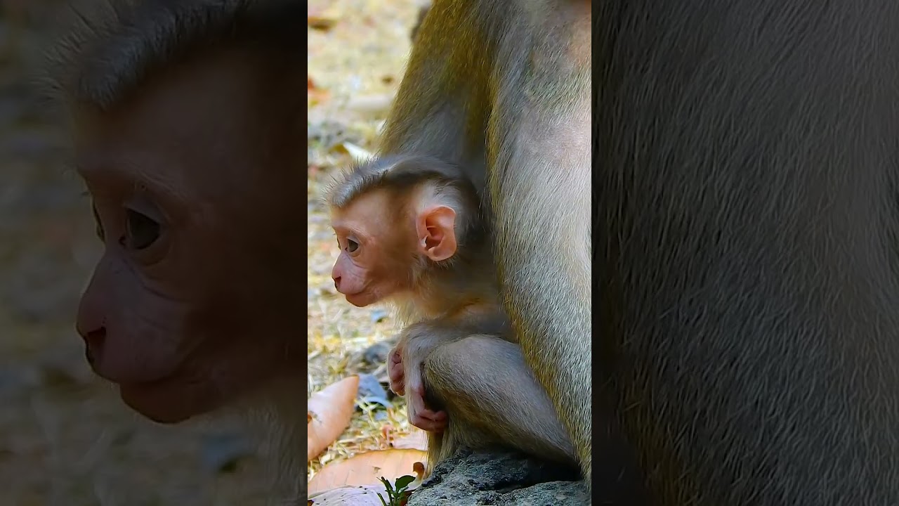 Top Primatologist Reveals the SECRET to Raising Happy Baby Monkeys!