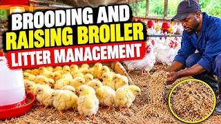 Brooding And Raising Broiler When To Replace The Litter Day 4 Update