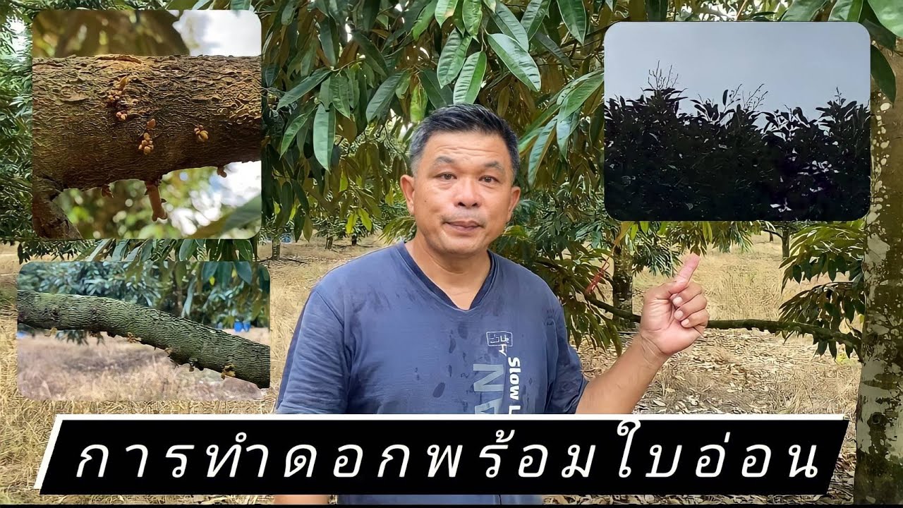 การทำดอกพร้อมใบอ่อน#ดร สุมิตรา ภู่วโรดม