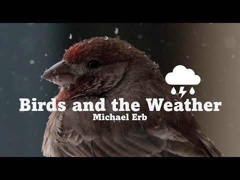 Birds And Weather With Michael Erb July 2025