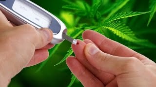 Cannabistherapy and diabetes |  D. Dvořák, Cannafest 2014