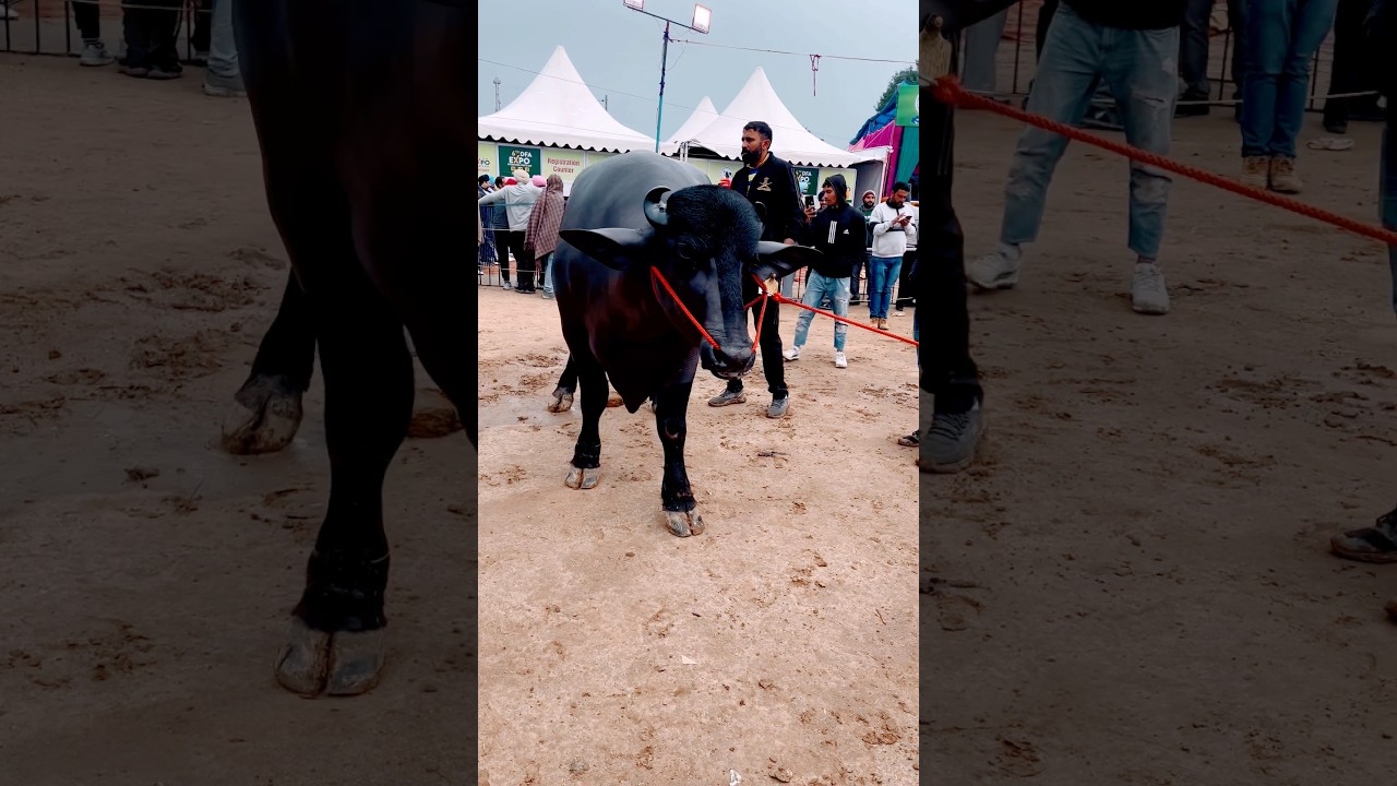 College Kand (Official Video) Masoom Sharma | Kaptaan, Parul Panghal | New Haryanvi Song 2024 