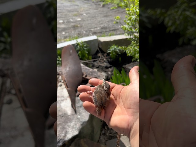 I tried to help a bird… 😢 class=