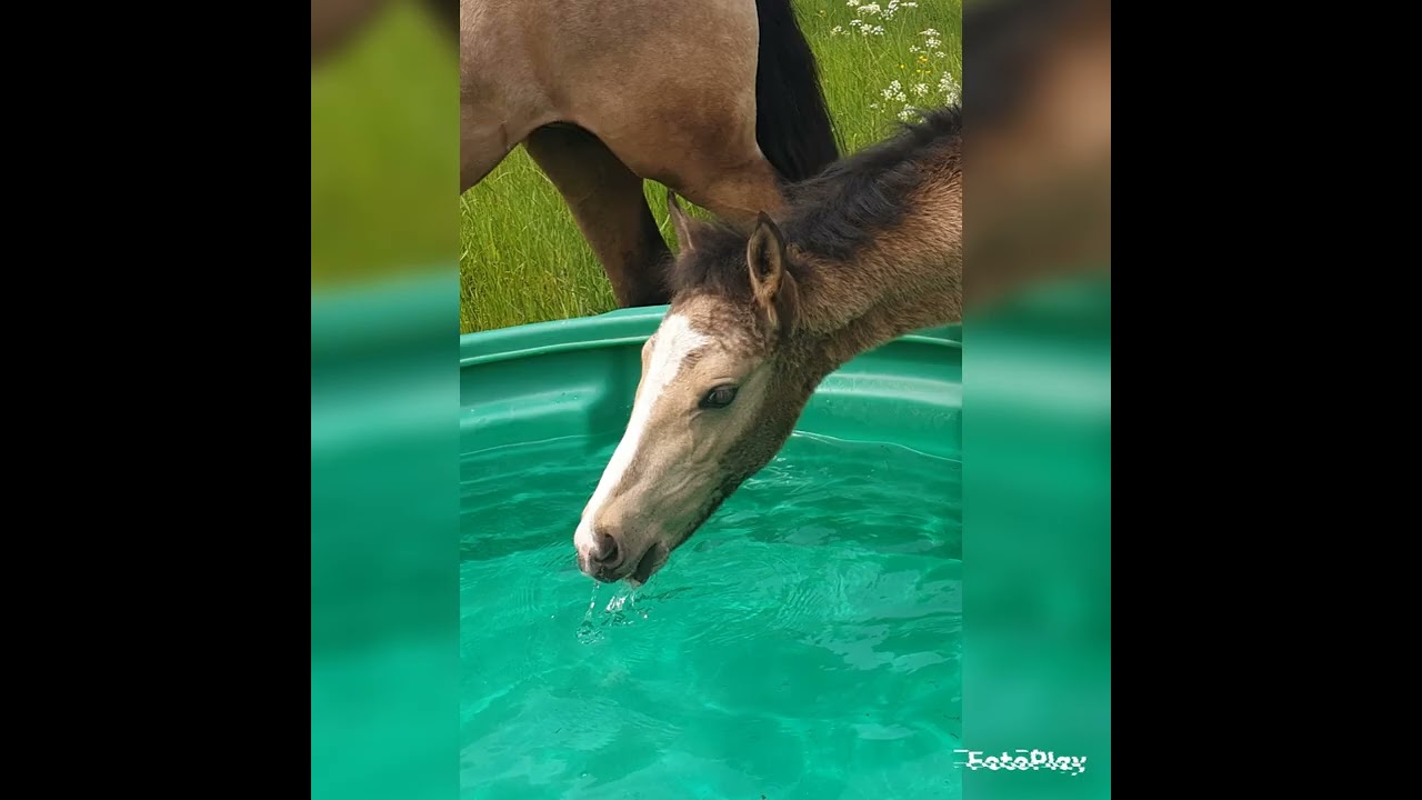 Criollos La Presencia La Princesa Jasmin Brand YouTube