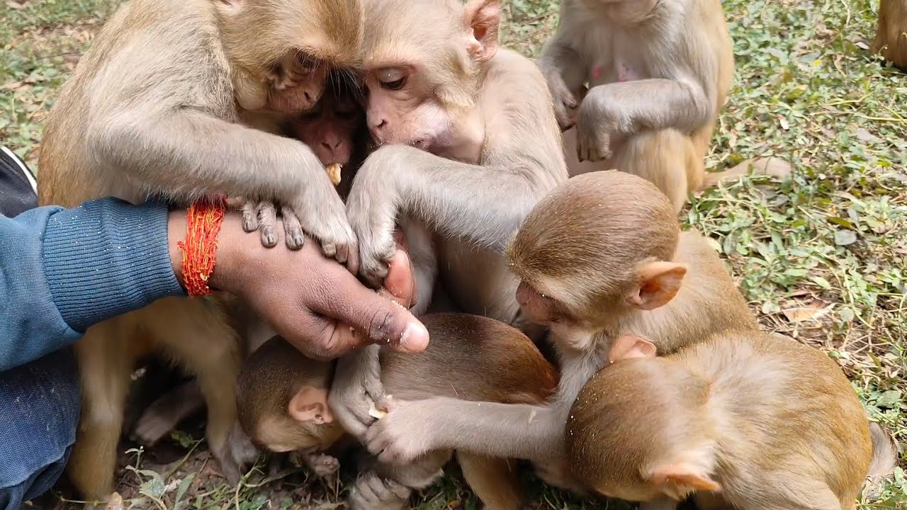 Feeding a Hungry Monkey – So Funny // Monkey Feeding Time 😂🐒 