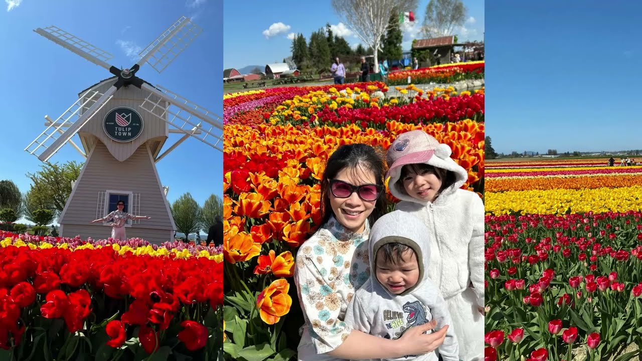 TULIP TOWN - DỰNG MỘT MÙA HOA.MT.VERNON