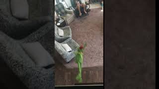 Kermit Jumps Off A Balcony