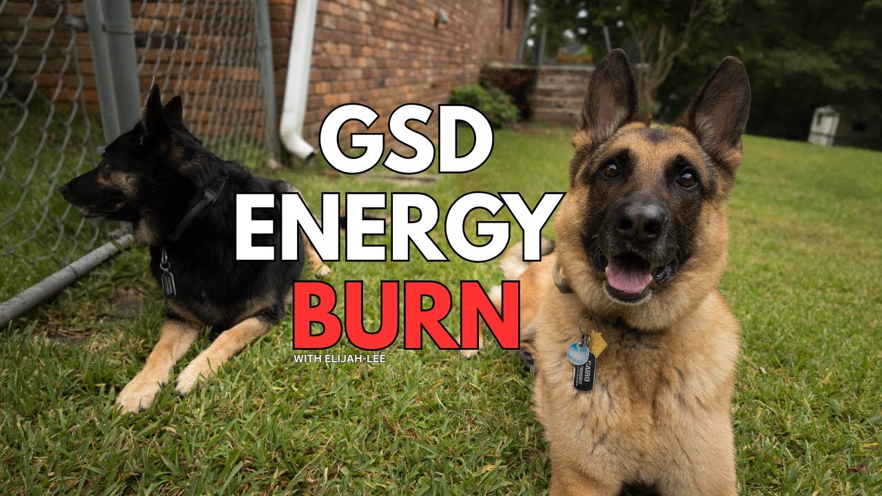 Best Backyard Exercises for German Shepherds | Daily GSD Routine
