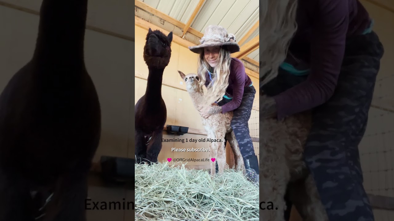 Newborn Alpaca! Born on our 