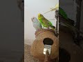 “Male Budgie Trying Hard to Impress His Wife 😂💚”