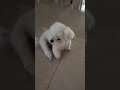 😁😁🥰 (subscribe 🥰) #youtubeshorts #shorts #puppy @Tarsipoe24