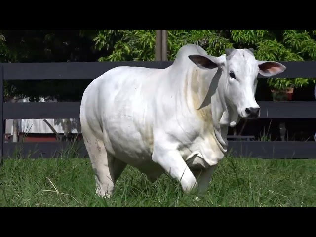 Lote 04   Leilão Virtual Fazenda Nova   Matrizes e Touros