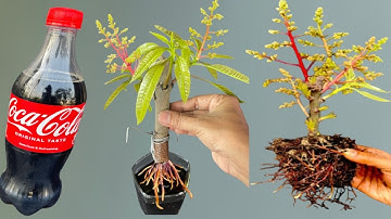 Mango Tree Cuttings Propagation
