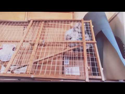 how to jump like therian
