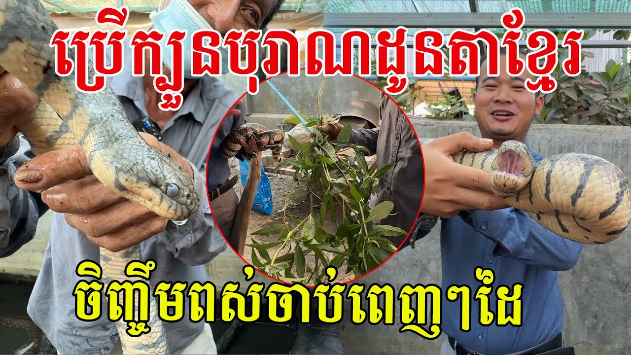 ពិសេសណាស់ អ៊ំប្រើតែក្បួនបុរាណដូនតាខ្មែរ ចិញ្ចឹមចាន់ល្មមចាប់ពេញៗដៃ