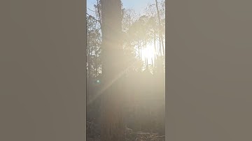 Look At Em😋 #logger #trending #tree #logginglife #logging #loggingtruck #shortpants #firewood #viral