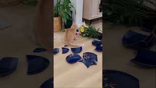 When instead of a tail you have Thor's Hammer!  #memeshorts #funny #memes #Cat #FunnyVideo #epiccat