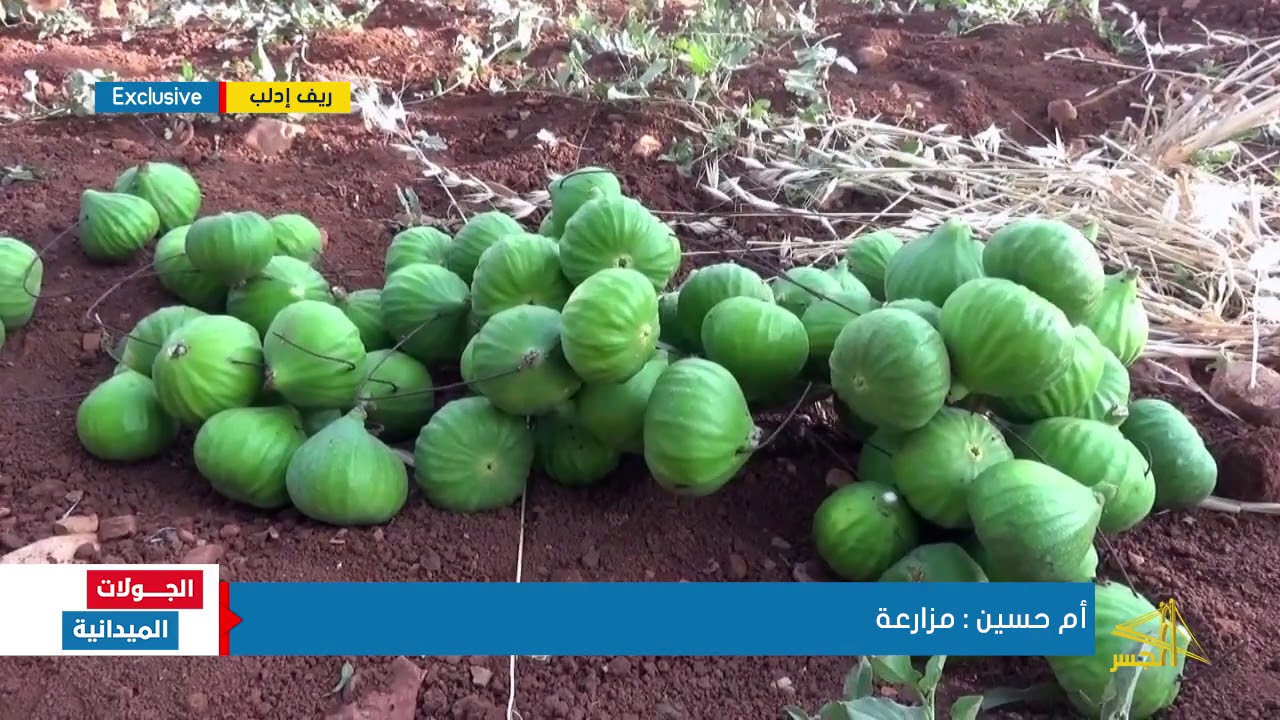 بدء تلقيح أشجار التين في قرية معرة حرمة  بريف إدلب