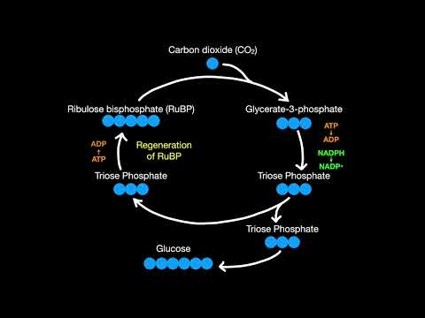 C1.3.15 - C1.3.17 Light-independent reactions of Photosynthesis - The Calvin Cycle