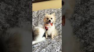 Download Lagu Have a bless day friends #dogshorts #puppy #doggielife #pomeranian #funnyanimal #funnydog #cute #dog MP3