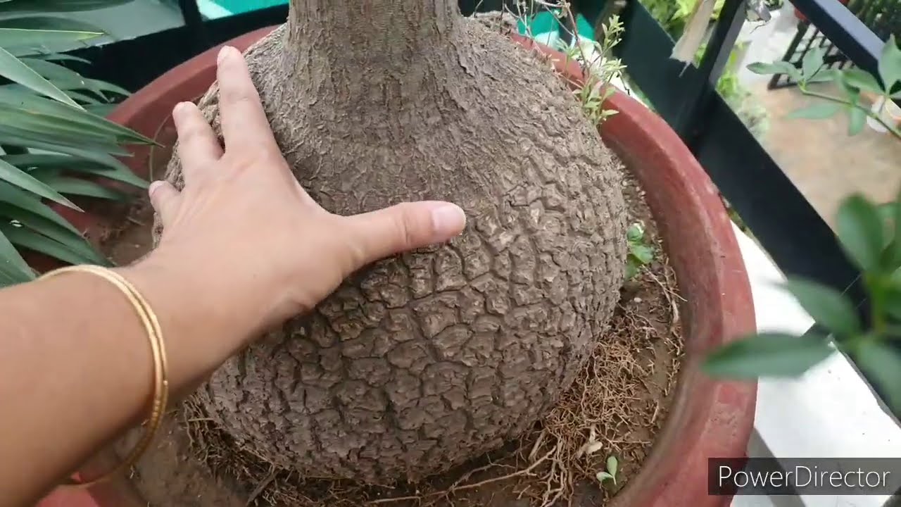 My 20+ years old Nolina Palms/Ponytail Palm and how I care//Beautiful swollen trunk