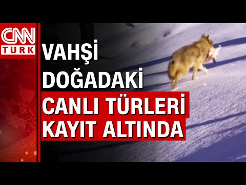 Video: İzlanda'nın büyüleyici hava fotoğrafları