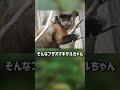 ぴえん過ぎる生き物紹介　フサオマキザル　ショートver