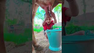 choti choti gaiya ftru hry #love #song #funny