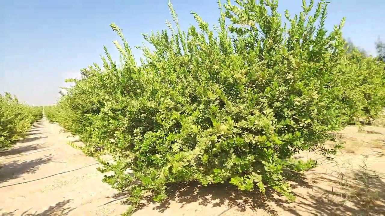 توصيات وعقبات زراعة الليمون البلدي البنزهير لحديثي الخبرة