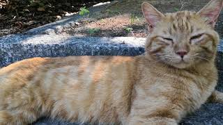 神社境内では今日も猫の集会が開催されています。