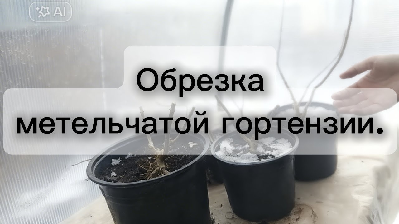 Обрезка метельчатой гортензии ранней весной.