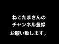 ねこたまさんが神すぎる