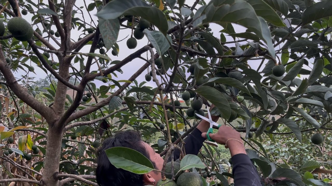 ตื่นเต้นมากเก็บอะโวคาโดได้ของฝากจากเจ้าของสวนเยอะสุุดๆสนใจอโวคาโด้3โล199