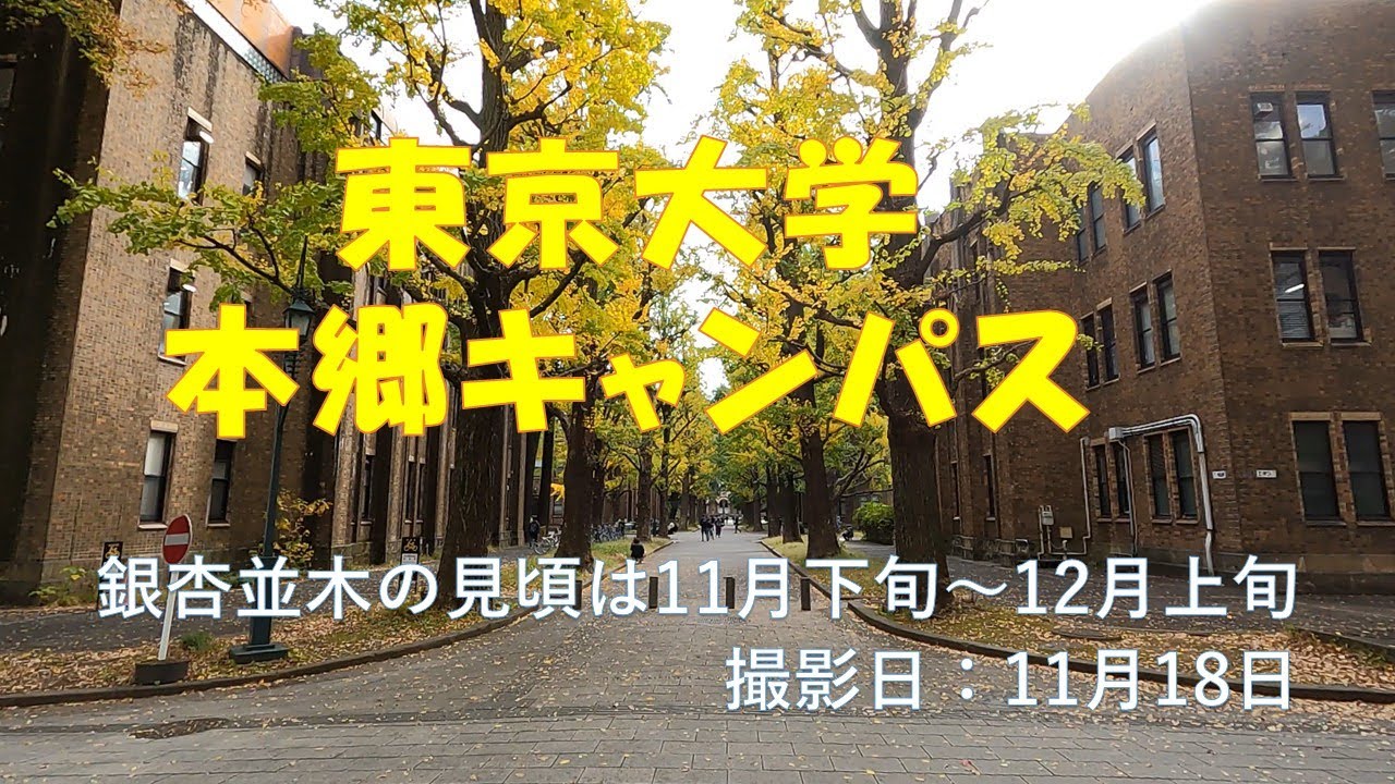 東京大学本郷キャンパスの銀杏並木。【2025.11.18】