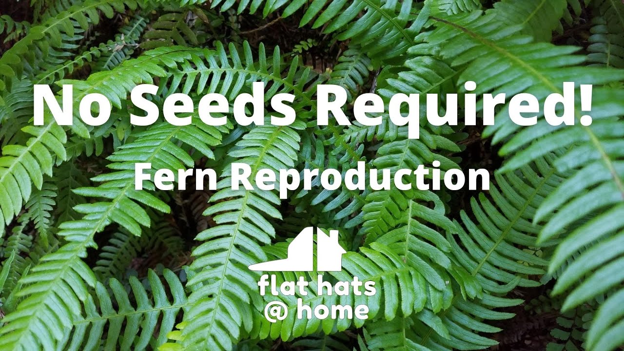 No Seeds Required - Fern Reproduction