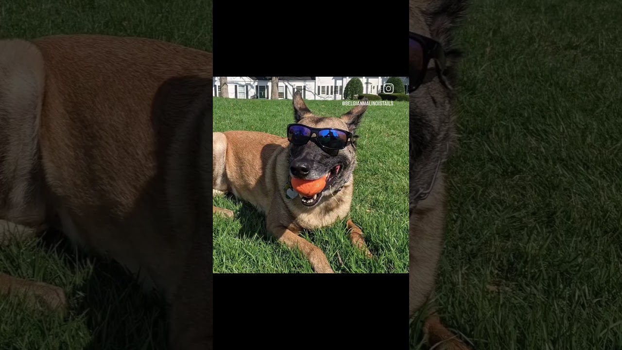 Today is Chakra's 10th birthday. See Videos section for the full version. Enjoy! 