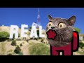 Cat animations in Real Life - Story #1 - Pushcats cat Cartoon Animation