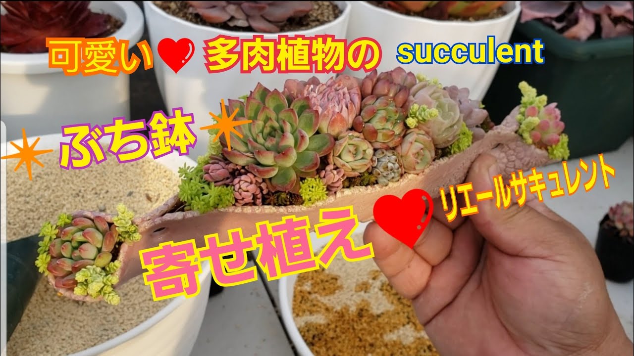 【多肉植物】オムレット鉢に可愛い寄せ植え❤️