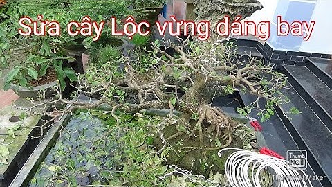 Cắt sửa lại cây lộc vừng dáng bay