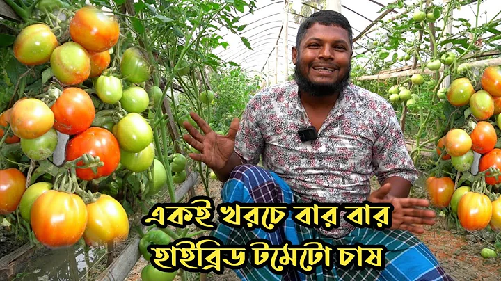 হাইব্রিড বারি-৮ ও মংগলরাজ টমেটো চাষে ৪০শতকে ৯ লক্ষাধিক টাকা লাভ | এক সেডে দুই বার টমেটো চাষ পদ্ধতি।