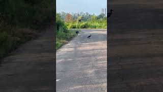 Morning vibes watch till end #terracegardenindia #garden#birdsounds #birdsong #bird#birds #birdtrend