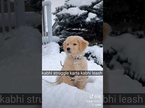 Cute Puppy Shorts Shortvideo Pets Dog 