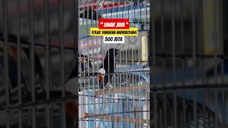 NOLAK 500jt🔥MURAIBATU SINARJAYA TOLAK TAWARAN ANDRIBOLANG 500JT#shorts #kicaumania #muraibatu