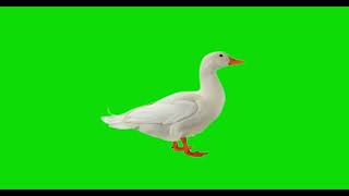 Duck Created Using Green Screen