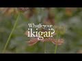 Bee Keeping, Joy &amp; Passion | What&#39;s Your Ikigai?