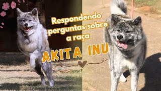 Akita e outros cães, adestramento, alimentação e comportamento 🐕🐾 by Akita Inu Canil Hidetaka's 1,262 views 8 months ago 17 minutes