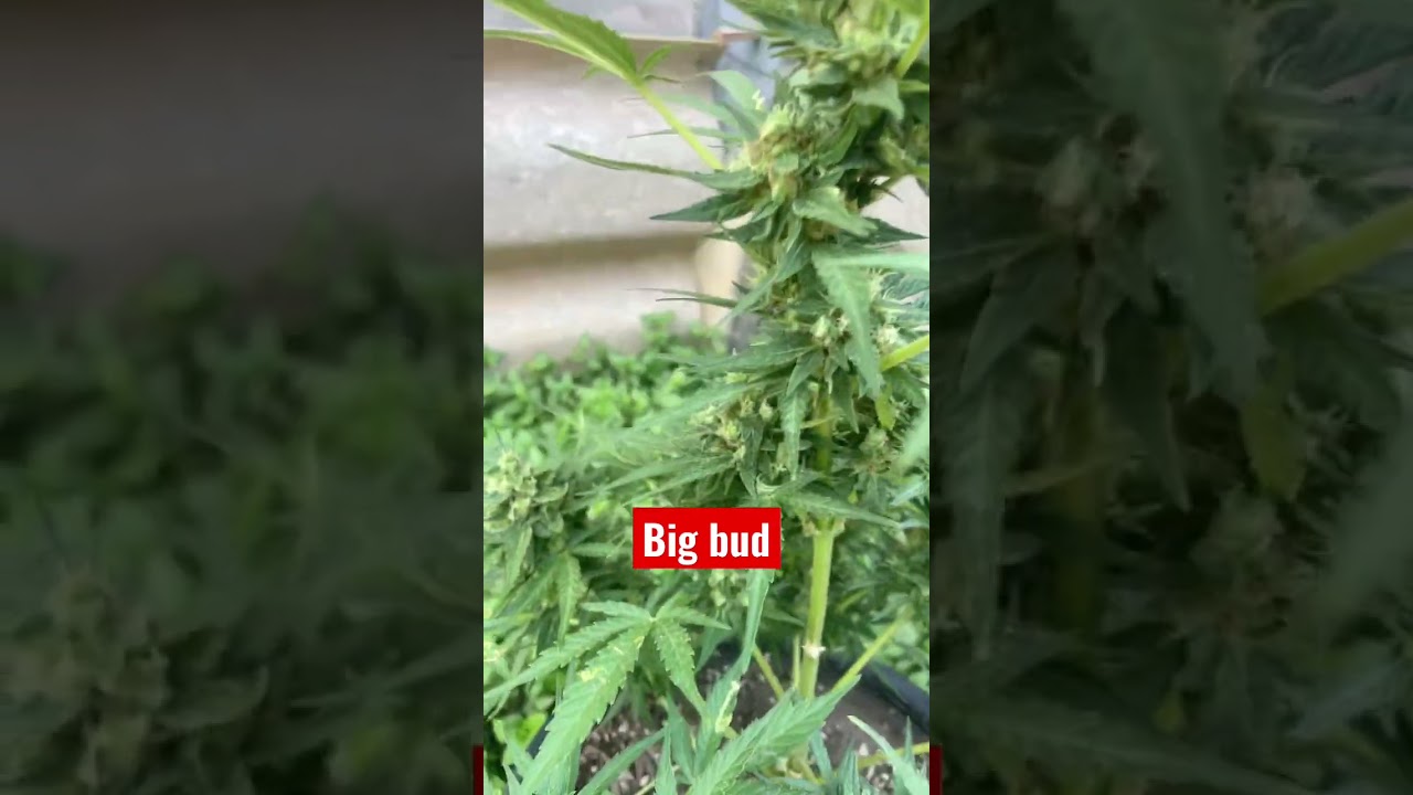 Bigbud auto