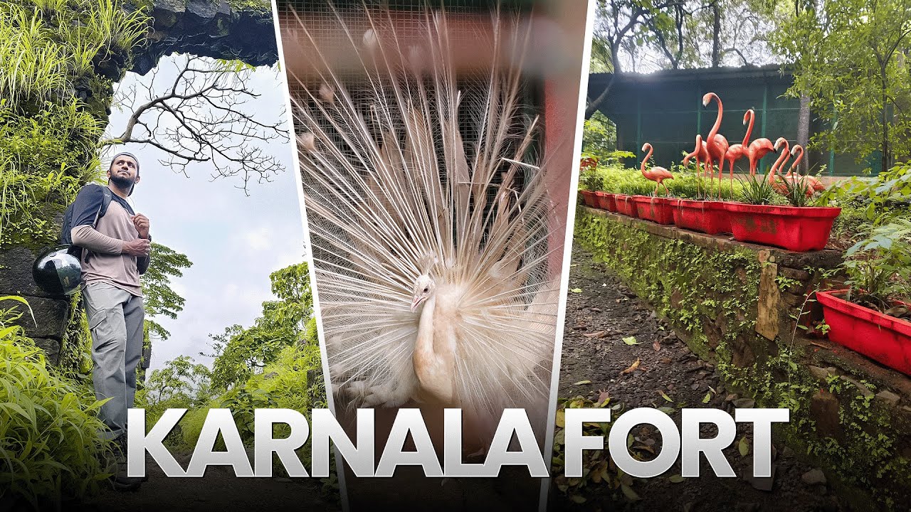 This Fort Hides a Secret – A White Peacock! 🦚 Near Mumbai–Pune | Awara Punekar
