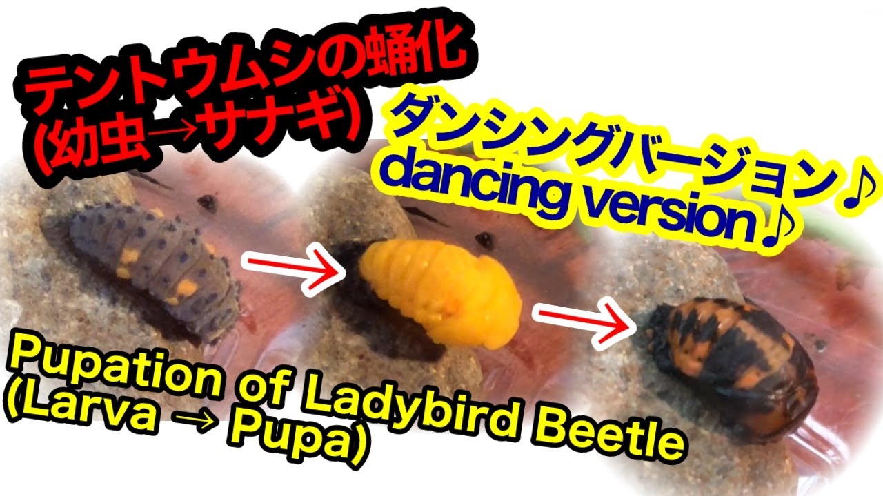 ナナホシテントウの蛹化 Pupation Of Ladybird 踊る Dancing Version 幼虫からサナギの変化の様子 Larva To Pupa Youtube