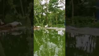 Angsa Putih Penjaga Zan Farm